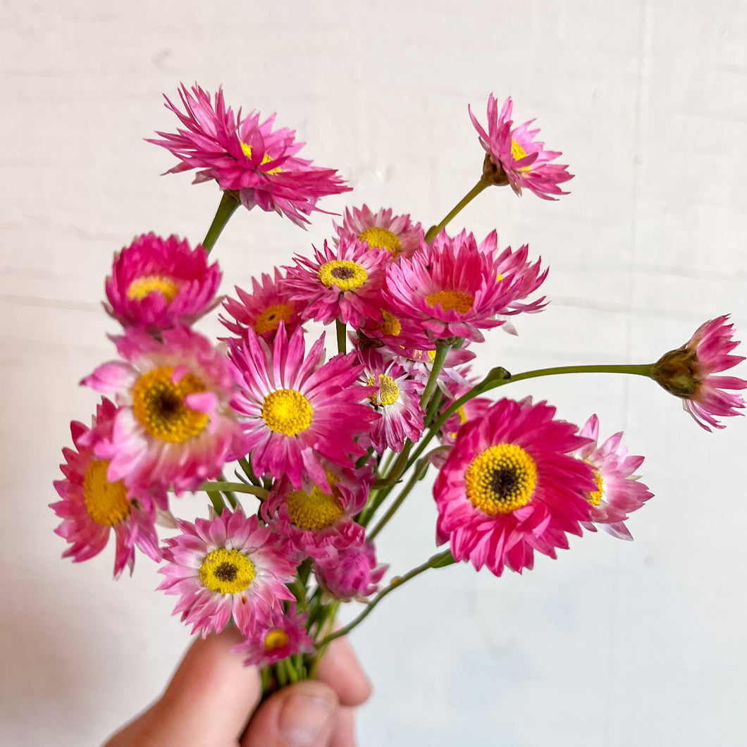 Helipterum (Paper Daisy) - Pierrot Red Seed