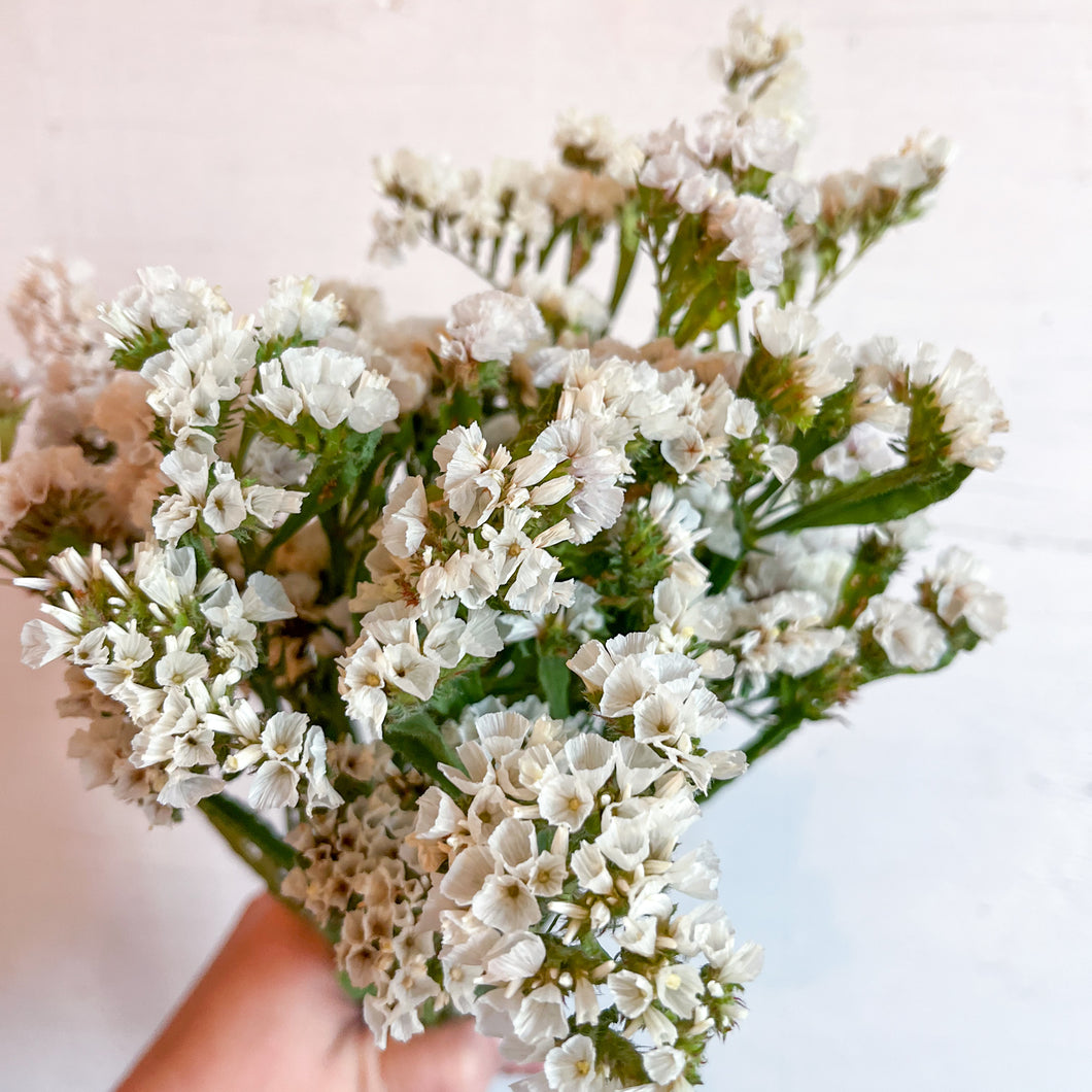 Statice - Seeker White Seed
