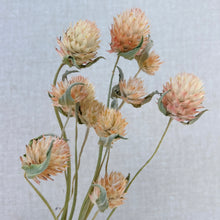 Load image into Gallery viewer, Gomphrena - Salmon Pastel Seed
