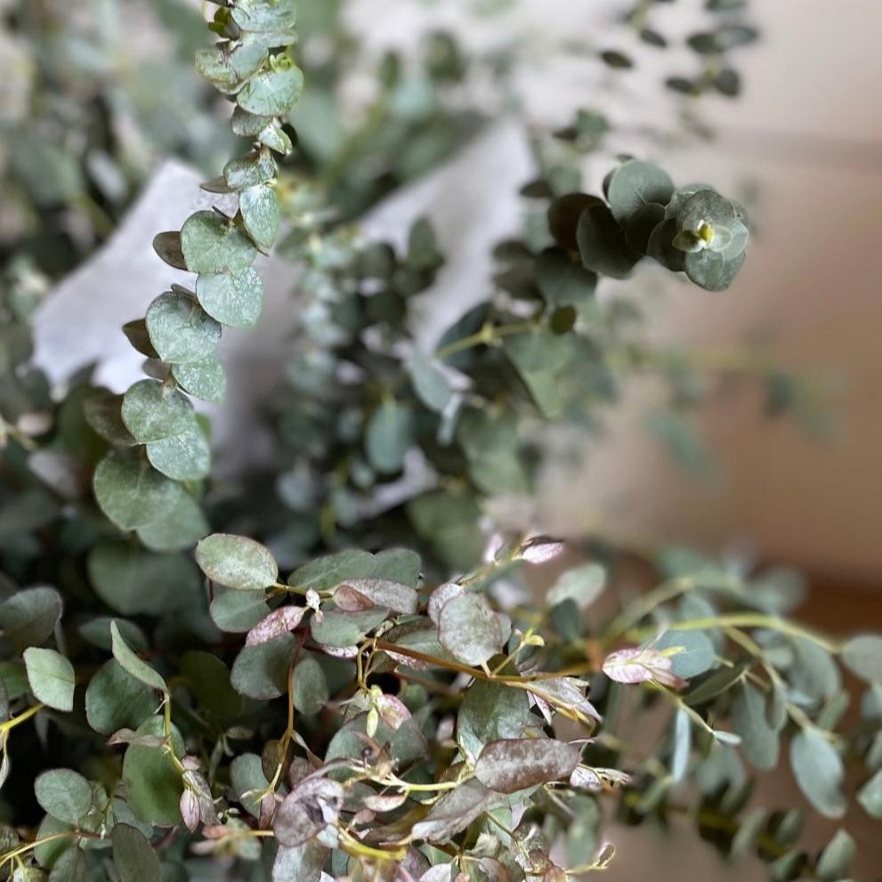 Mixed Eucalyptus Bundle