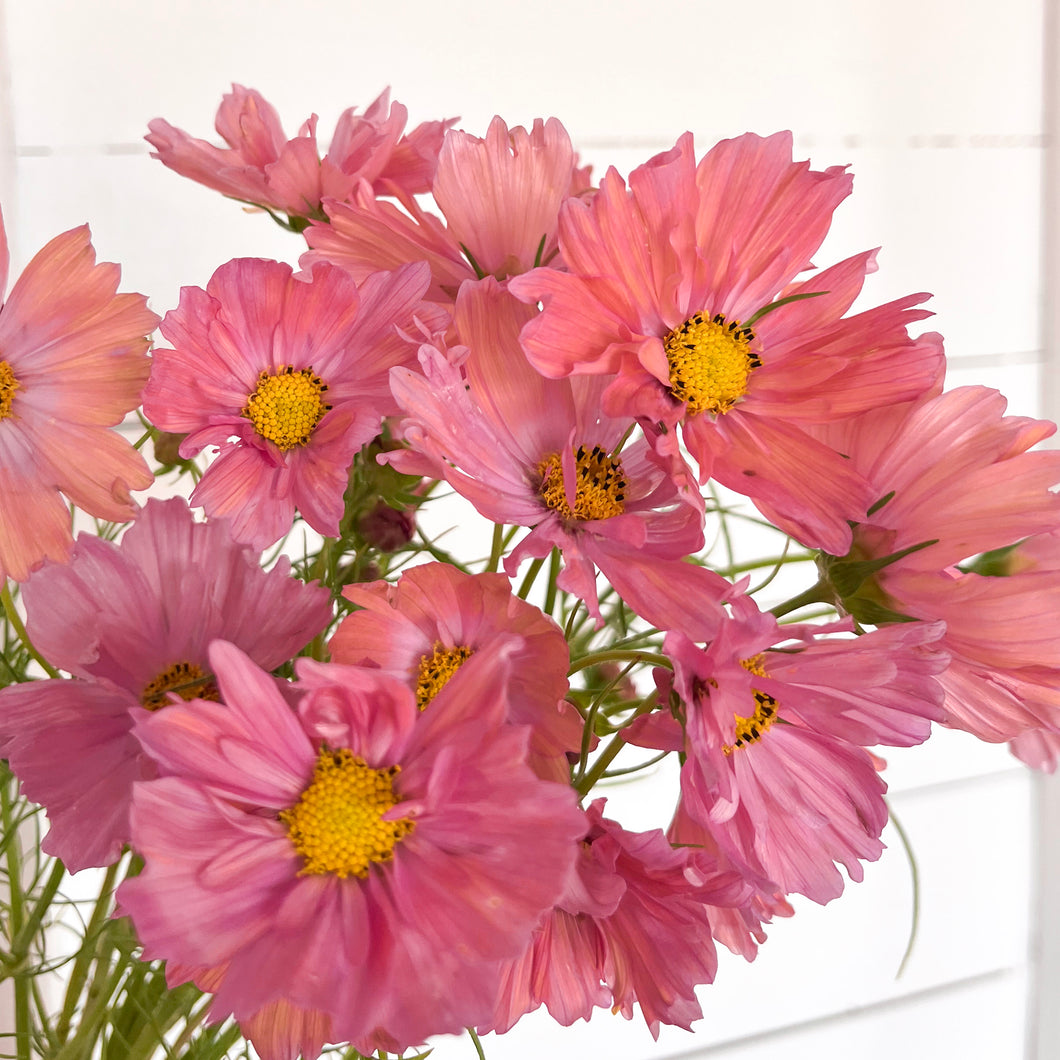 Cosmos - Apricotta Seed