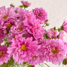 Load image into Gallery viewer, Cosmos - Double Dutch Rose Seed
