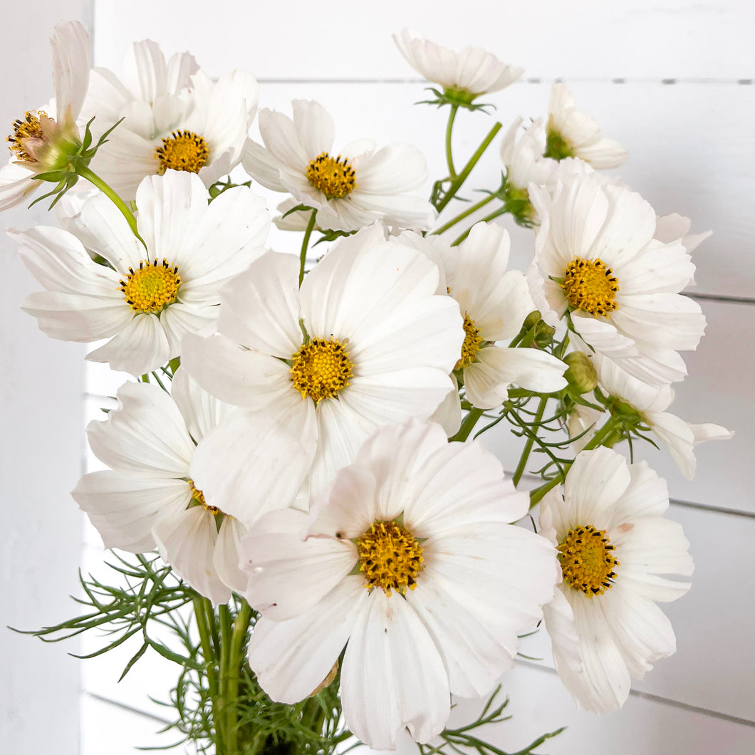 Cosmos - Afternoon White Seed