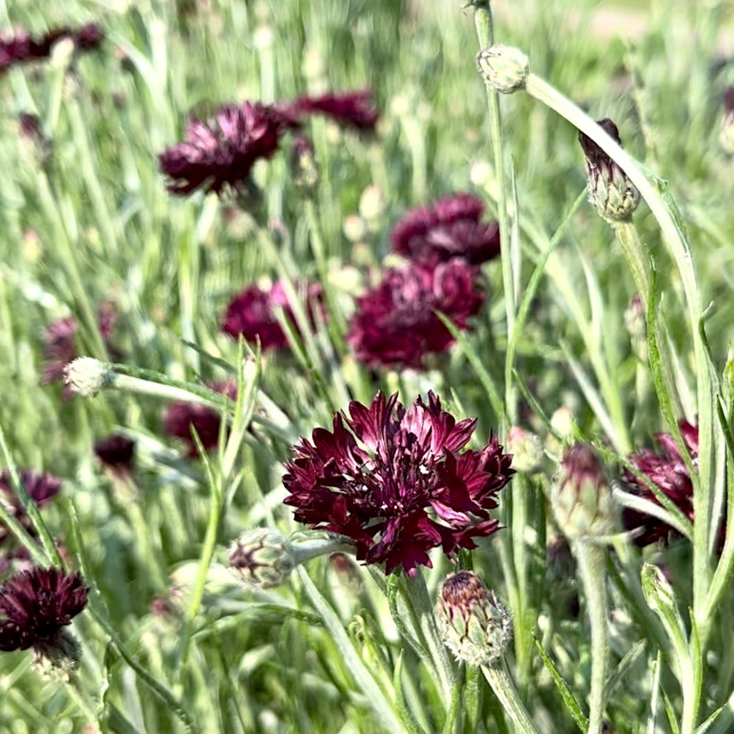 Bachelor Buttons - Black Button Seed