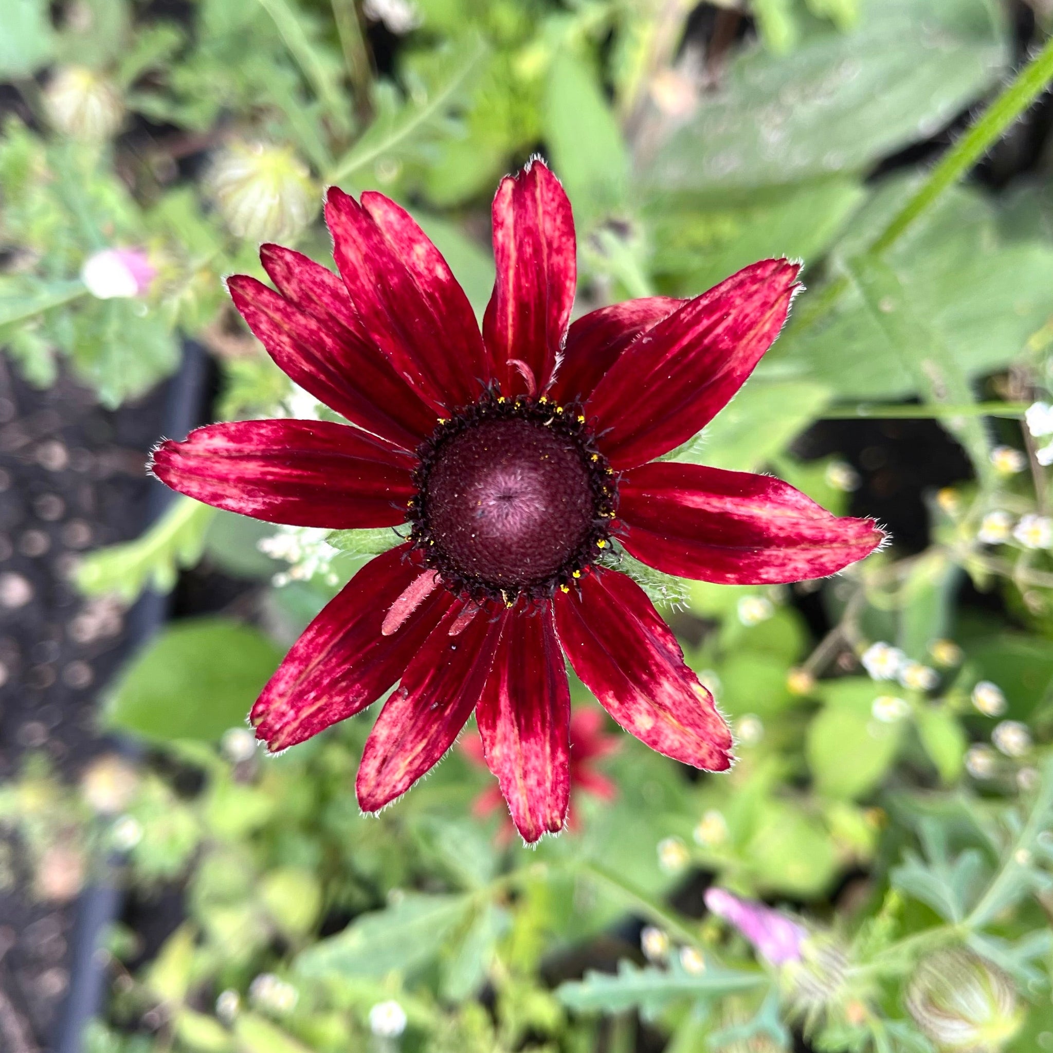 Rudbeckia