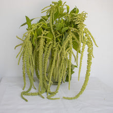 Load image into Gallery viewer, Amaranthus - Green Cascade Seed
