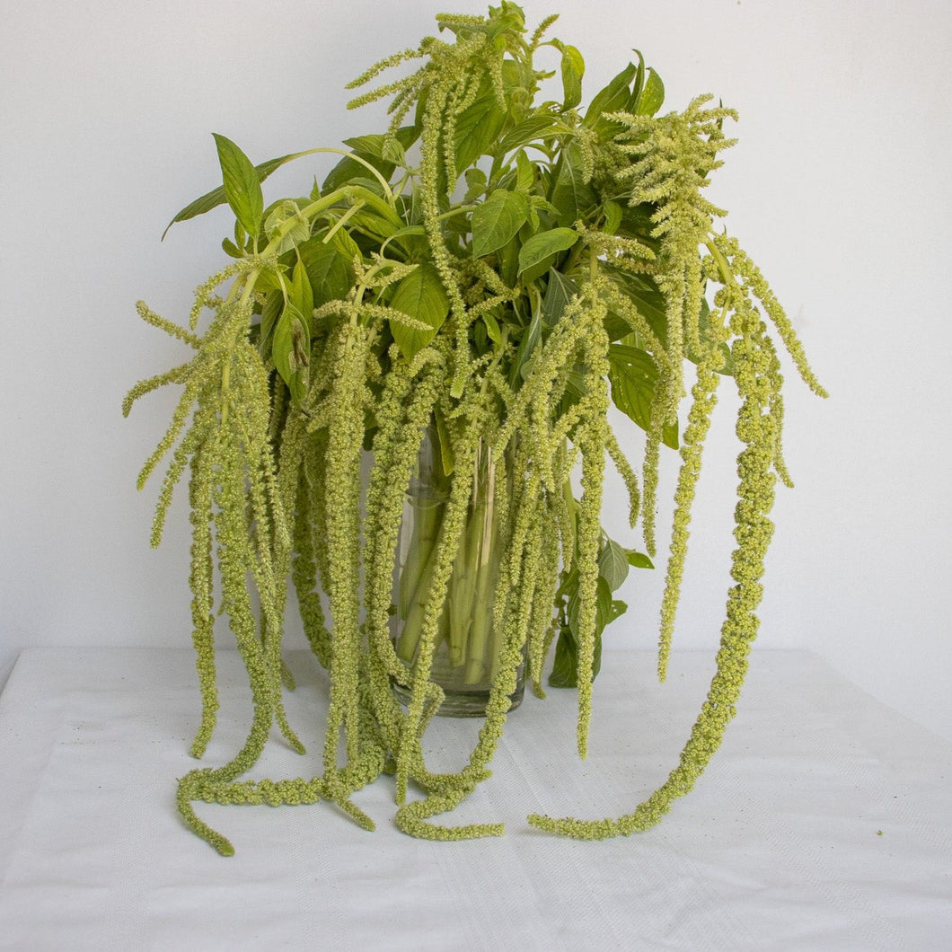 Amaranthus - Green Cascade Seed