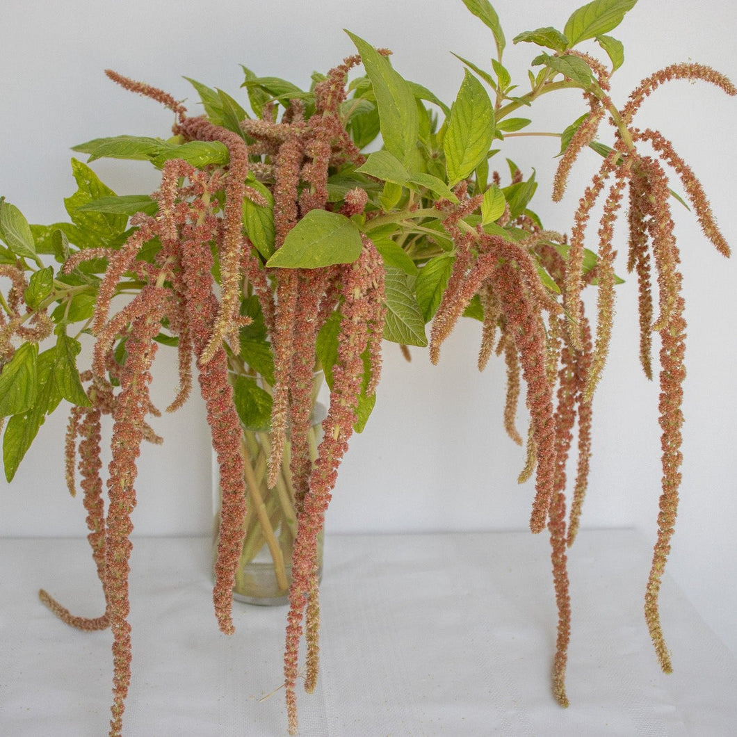 Amaranthus - Coral Fountain Seed