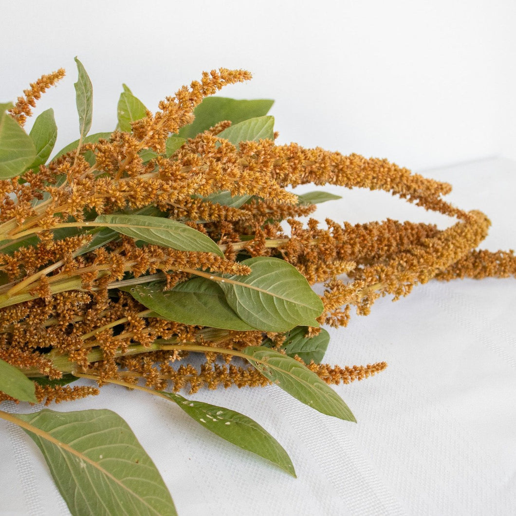 Amaranthus - Hot Biscuits Seed