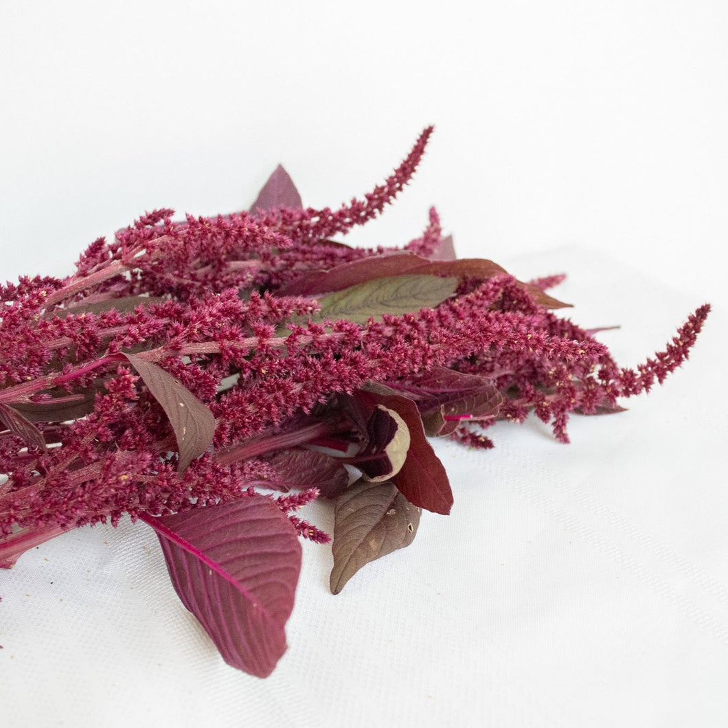 Amaranthus - Velvet Curtains Seed