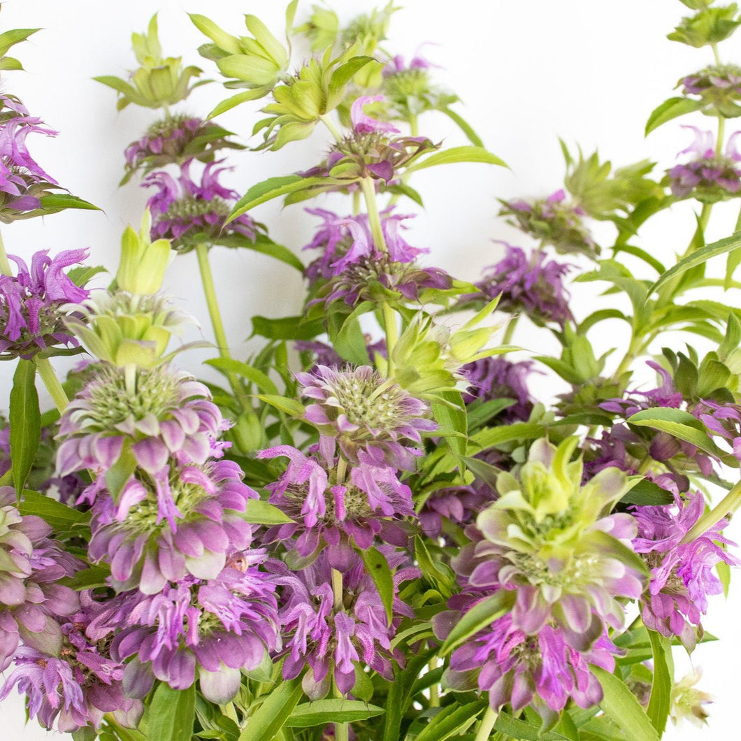 Bee Balm - Lemon Mint Seed