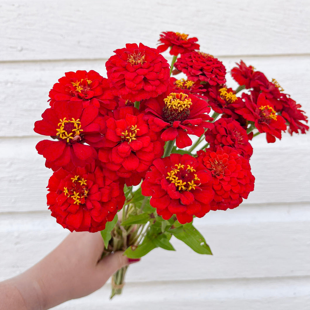 Zinnia - Oklahoma Scarlet Seed