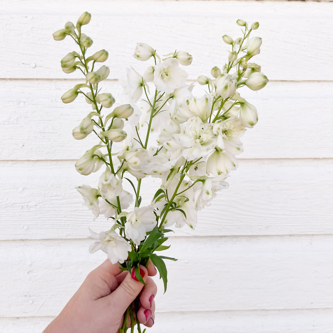 Delphinium - Pacific Giants Galahad White Seed