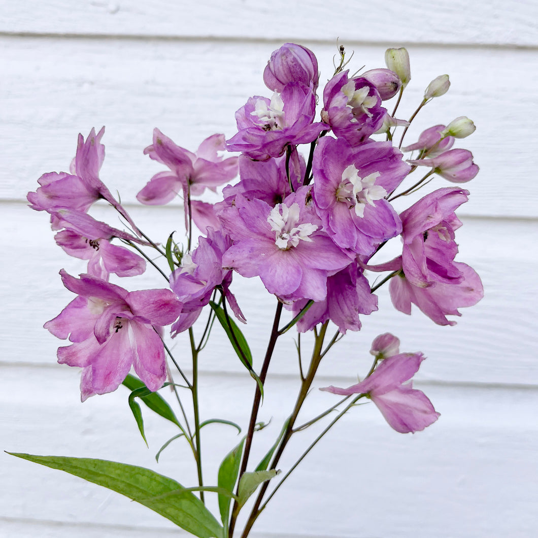 Delphinium - Pacific Giants Series Astolat Seed