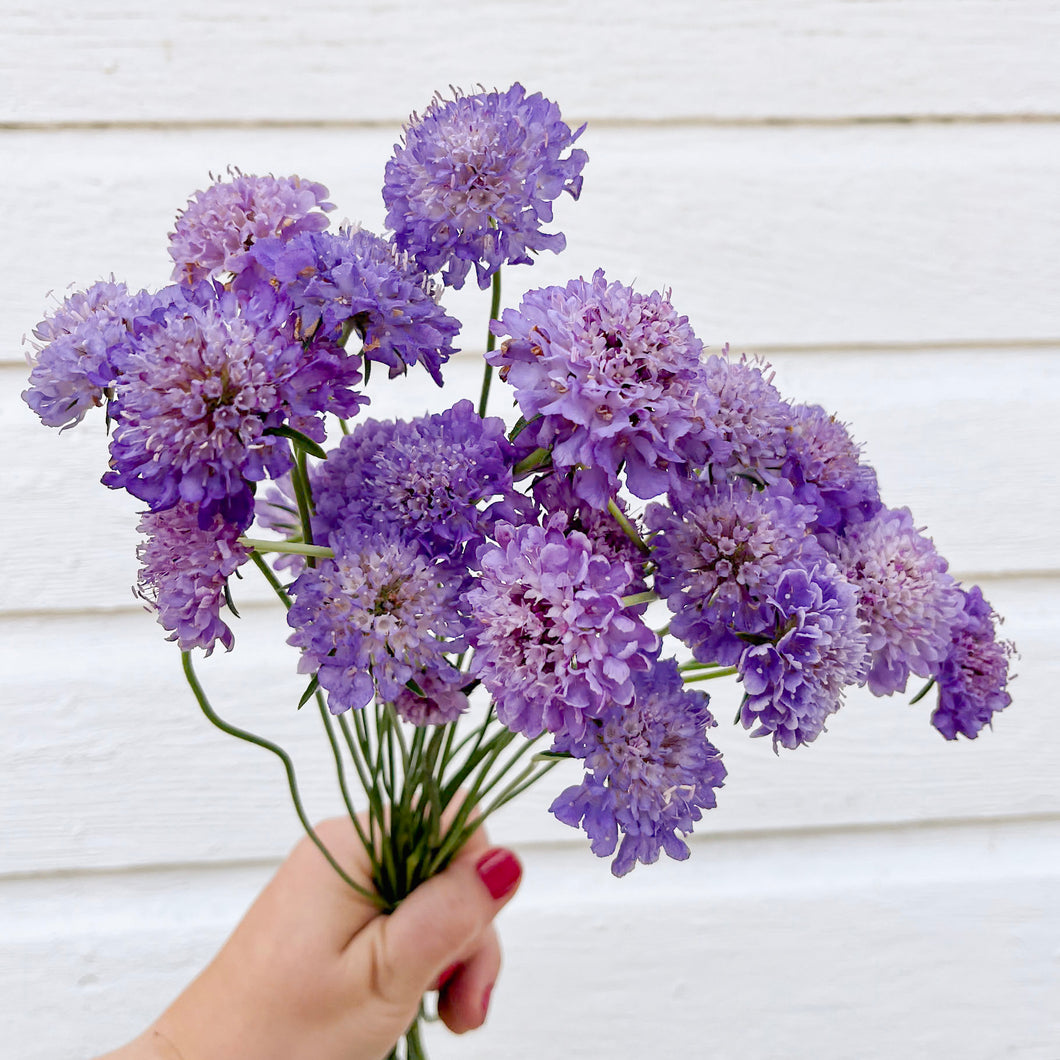 Scabiosa - Oxford Blue Seed