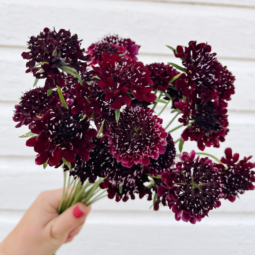 Scabiosa - Black Knight Seed