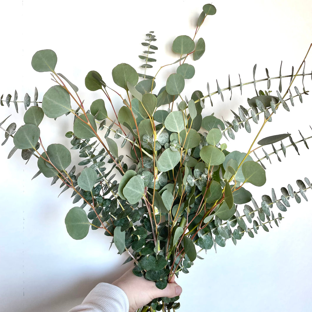 Mixed Eucalyptus Shower Bundle