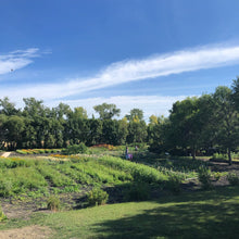 Load image into Gallery viewer, Gardens at Lily Stone Gardens
