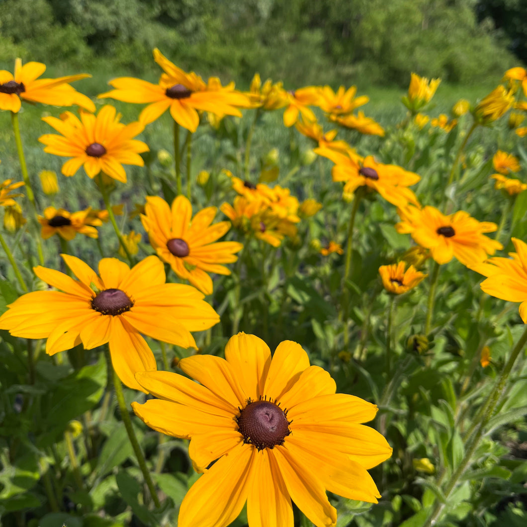 Rudbeckia - Indian Summer Seed