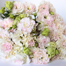 Load image into Gallery viewer, Lisianthus - Voyage 2 First Love Seed
