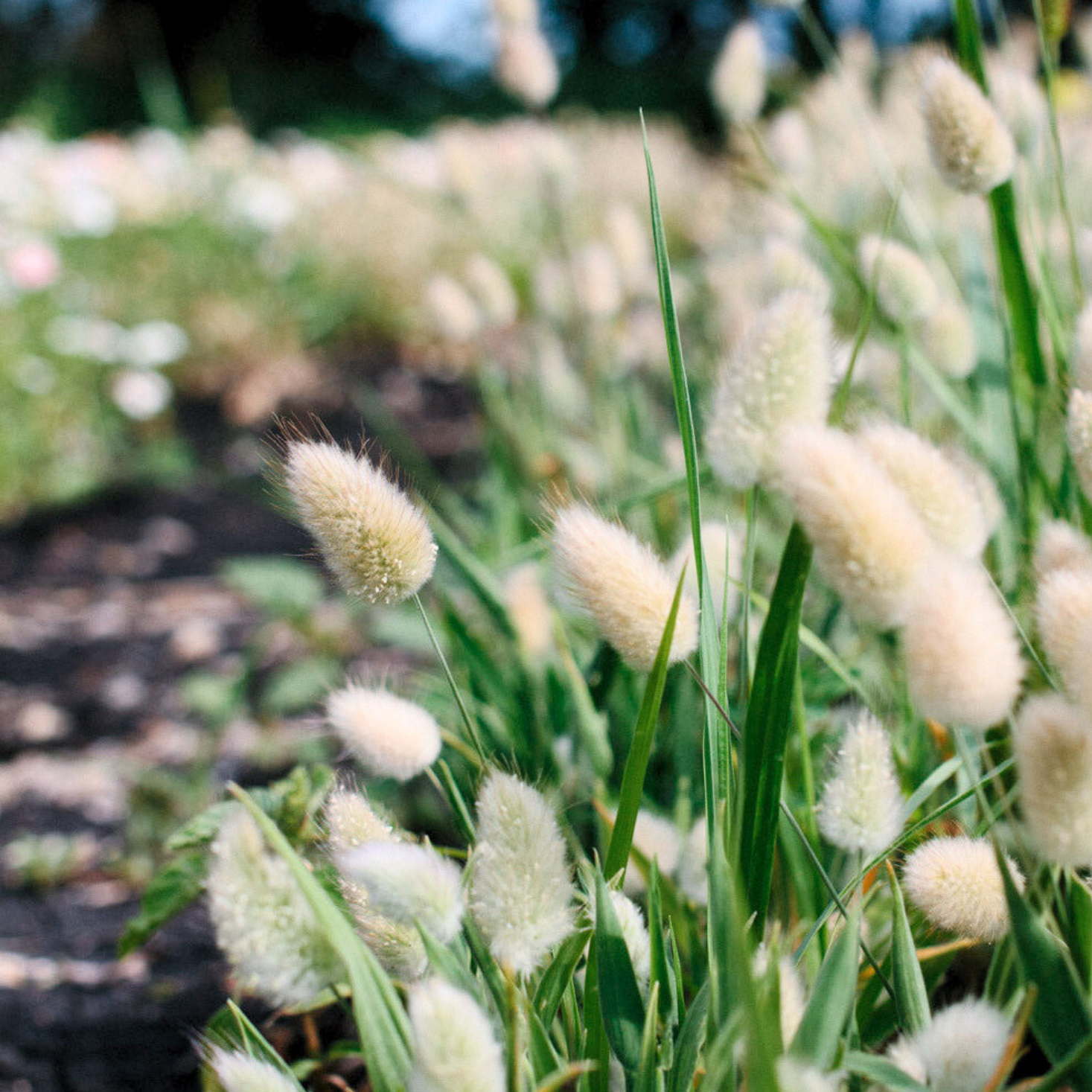 Bunny Tails Grass – Lily Stone Gardens