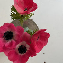 Load image into Gallery viewer, Anemone Corms - Marianne Pink
