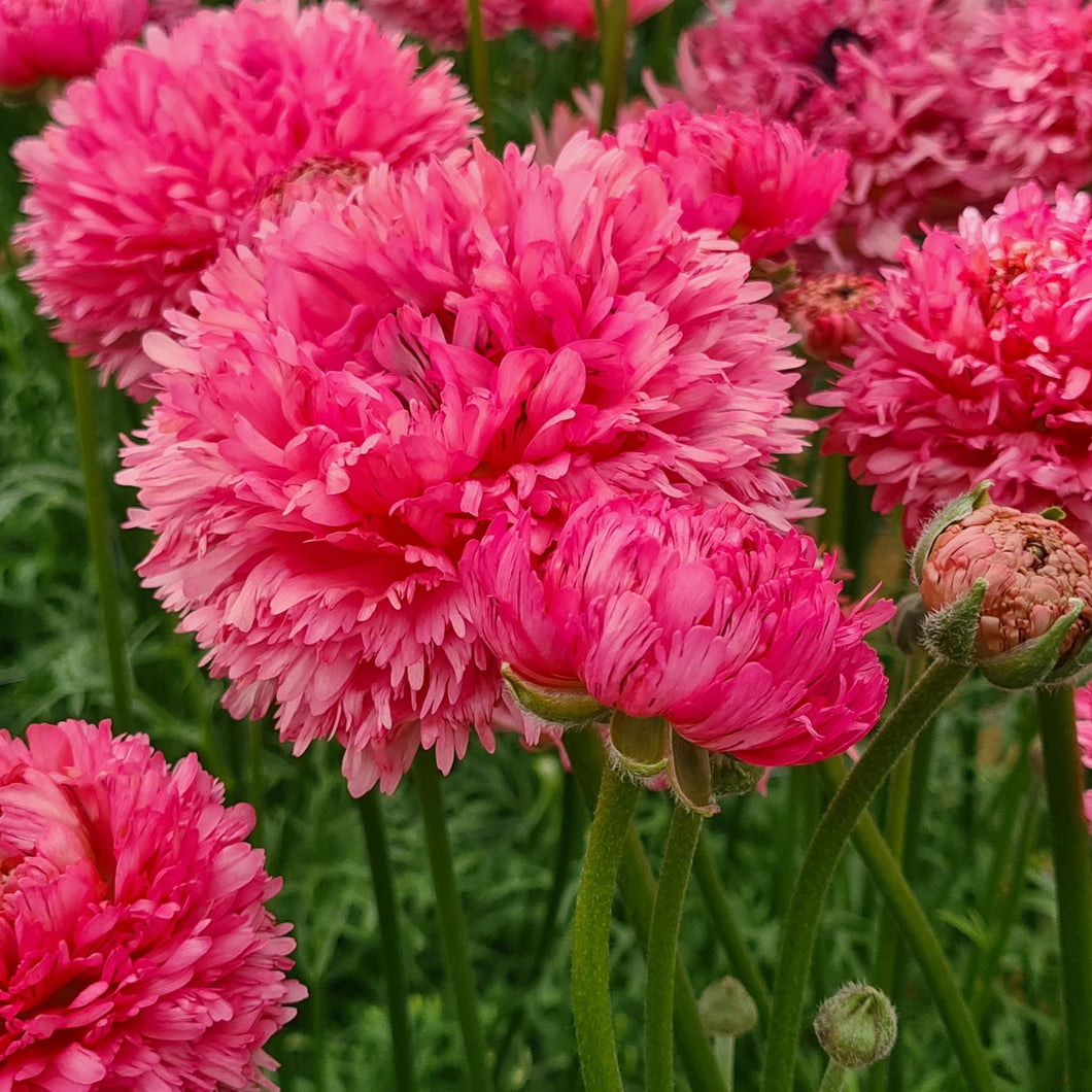 Ranunculus Corms - Poodle Ramlia