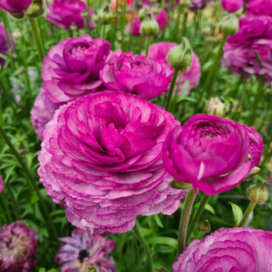 Ranunculus Corms - Romance Loubeyres