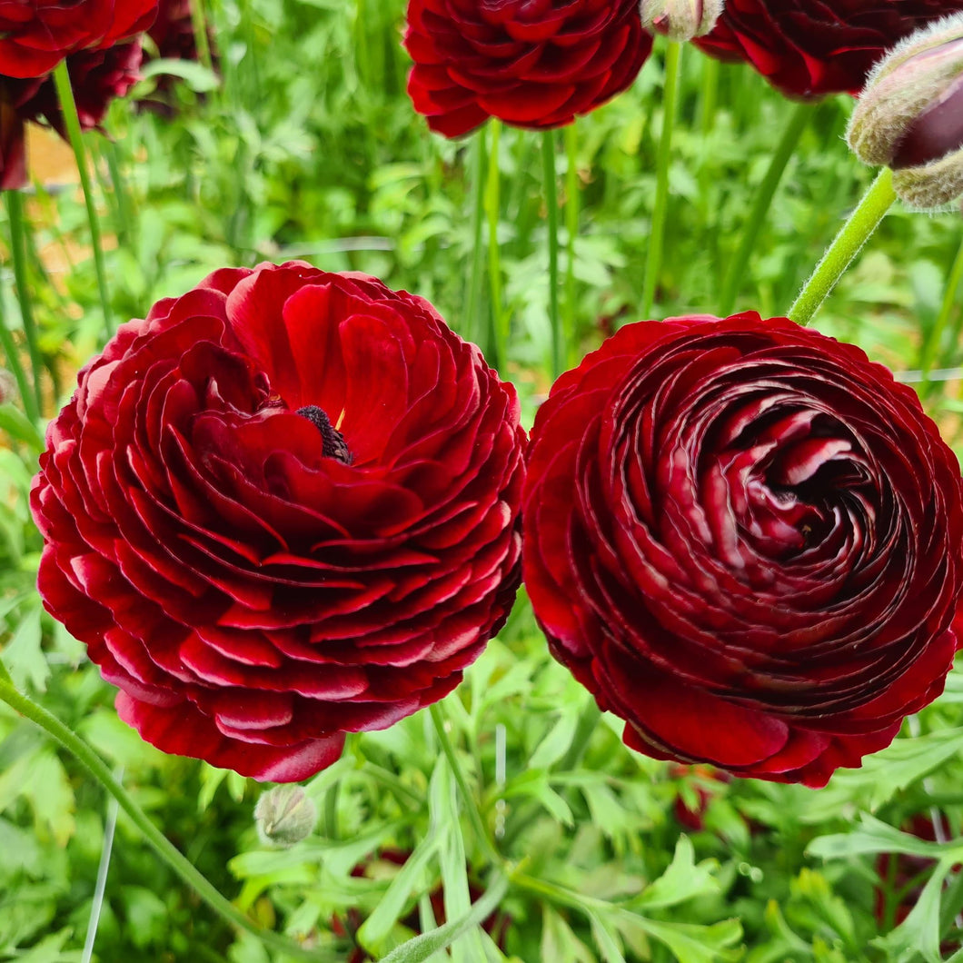 Ranunculus Corms - Romance Perigord