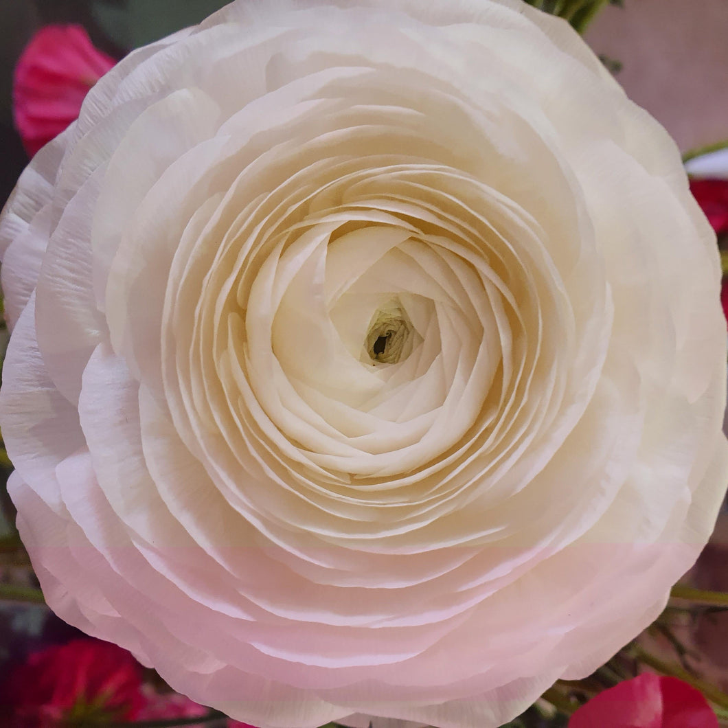 Ranunculus Corms - Half Clone Iceberg