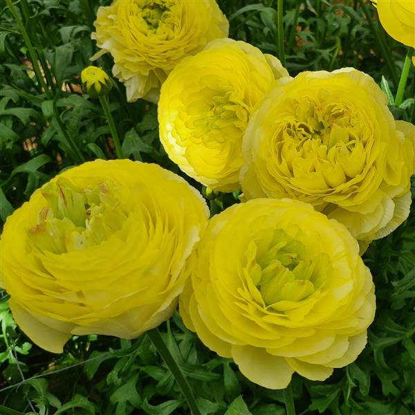 Ranunculus Corms - Romance Quimper