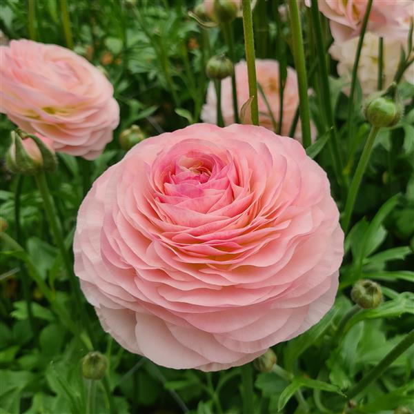 Ranunculus Corms - Romance Seine