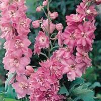 Delphinium - Pacific Giants Series Astolat Seed