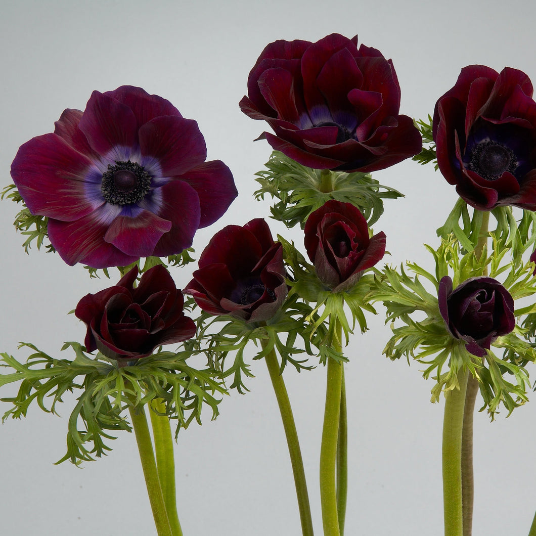 Anemone Corms - Carmel Bordeaux