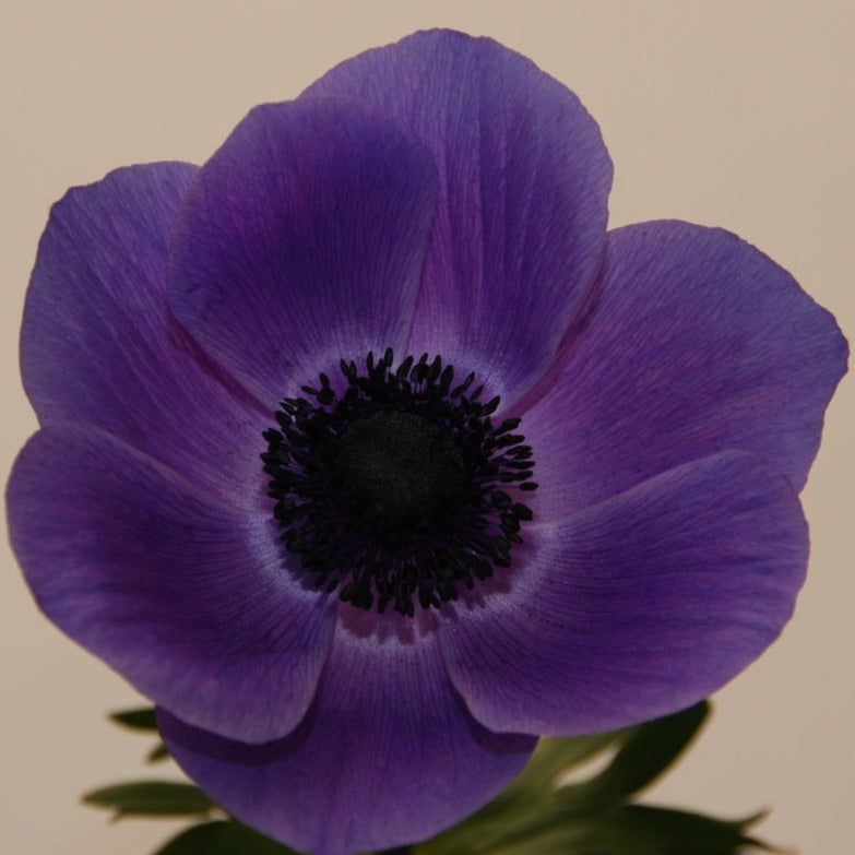 Anemone Corms - Marianne Lavender