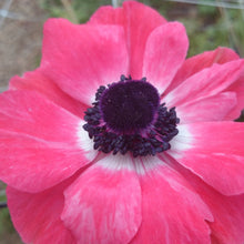 Load image into Gallery viewer, Anemone Corms - Marianne Pink
