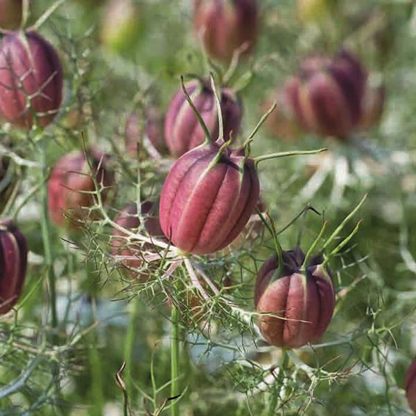 Nigella - Albion Black Pod White Flowering Seed