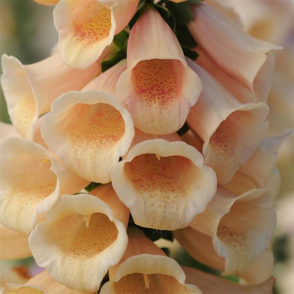 Foxglove - Dalmatian Peach Seed