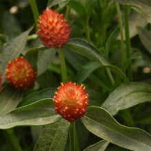 Load image into Gallery viewer, Gomphrena - QIS Orange Seed
