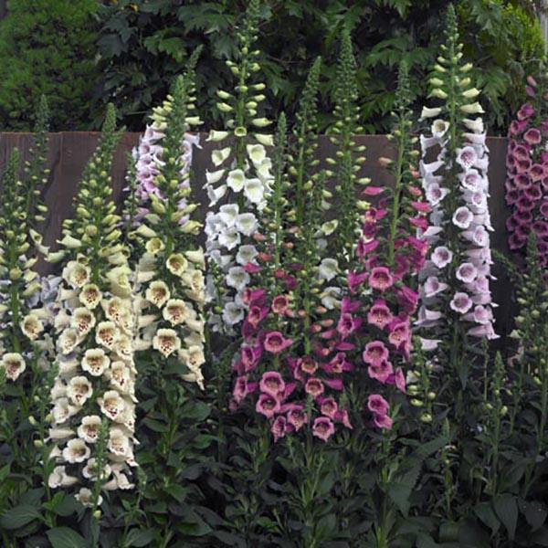 Foxglove - Camelot Mix Seed