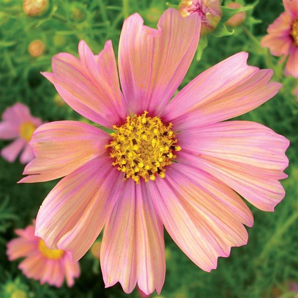 Cosmos - Apricot Lemonade Seed