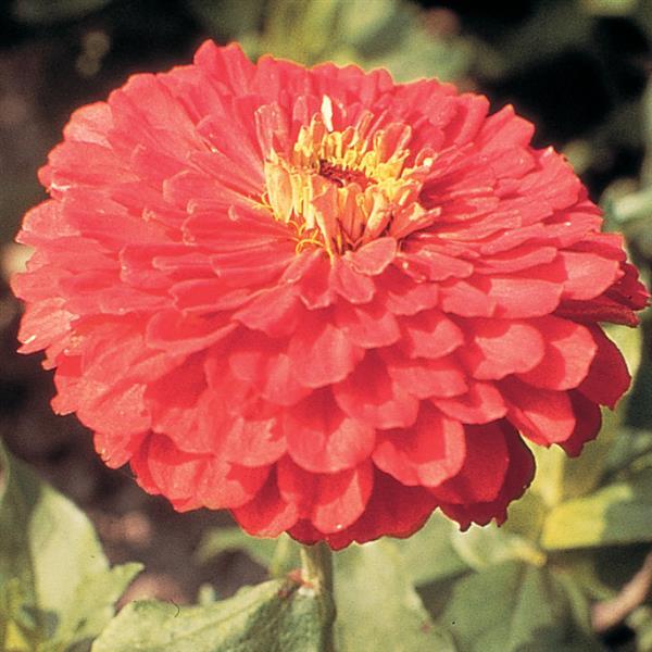 Zinnia - Benary's Giant Coral Seed