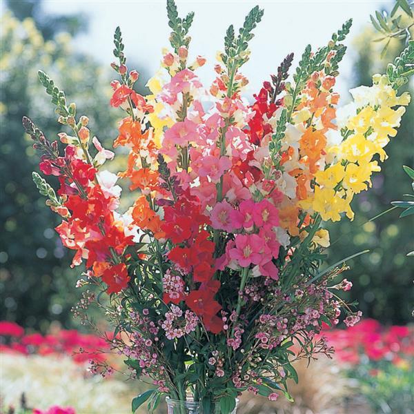 Snapdragon - Chantilly Mix Seed