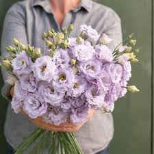 Lisianthus - Voyage 2 Lavender Seed