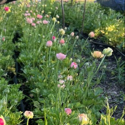 Ranunculus Corms - Half Clone Juliette