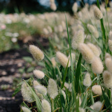 Load image into Gallery viewer, Bunny Tails Grass
