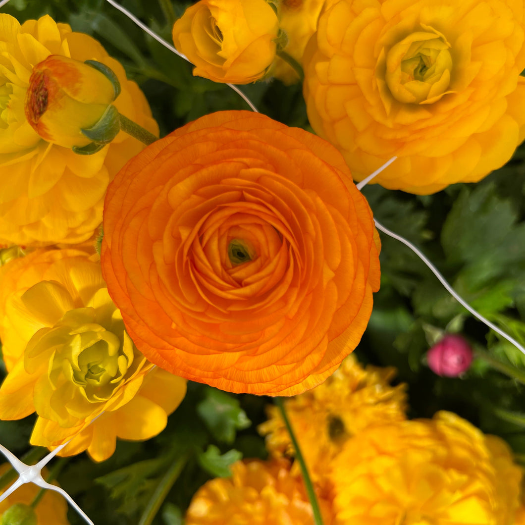 Ranunculus Corms -  Amandine Orange Picotee