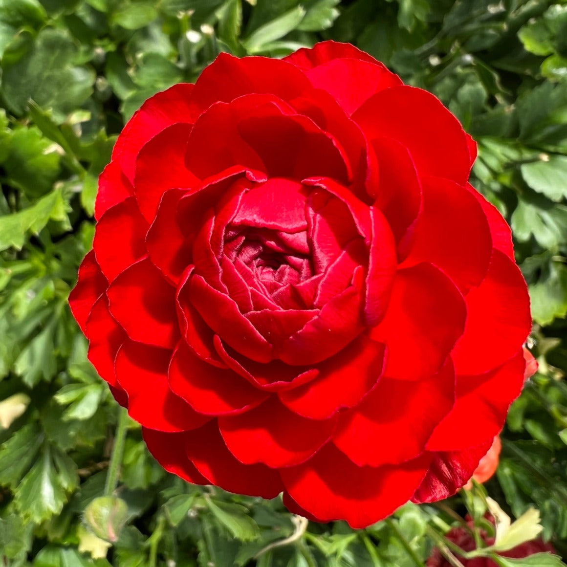 Amandine Scarlet Ranunculus - Specialty Cut Flower Corms In Canada ...