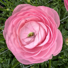 Load image into Gallery viewer, Ranunculus Corms - Half Clone Marshmallow
