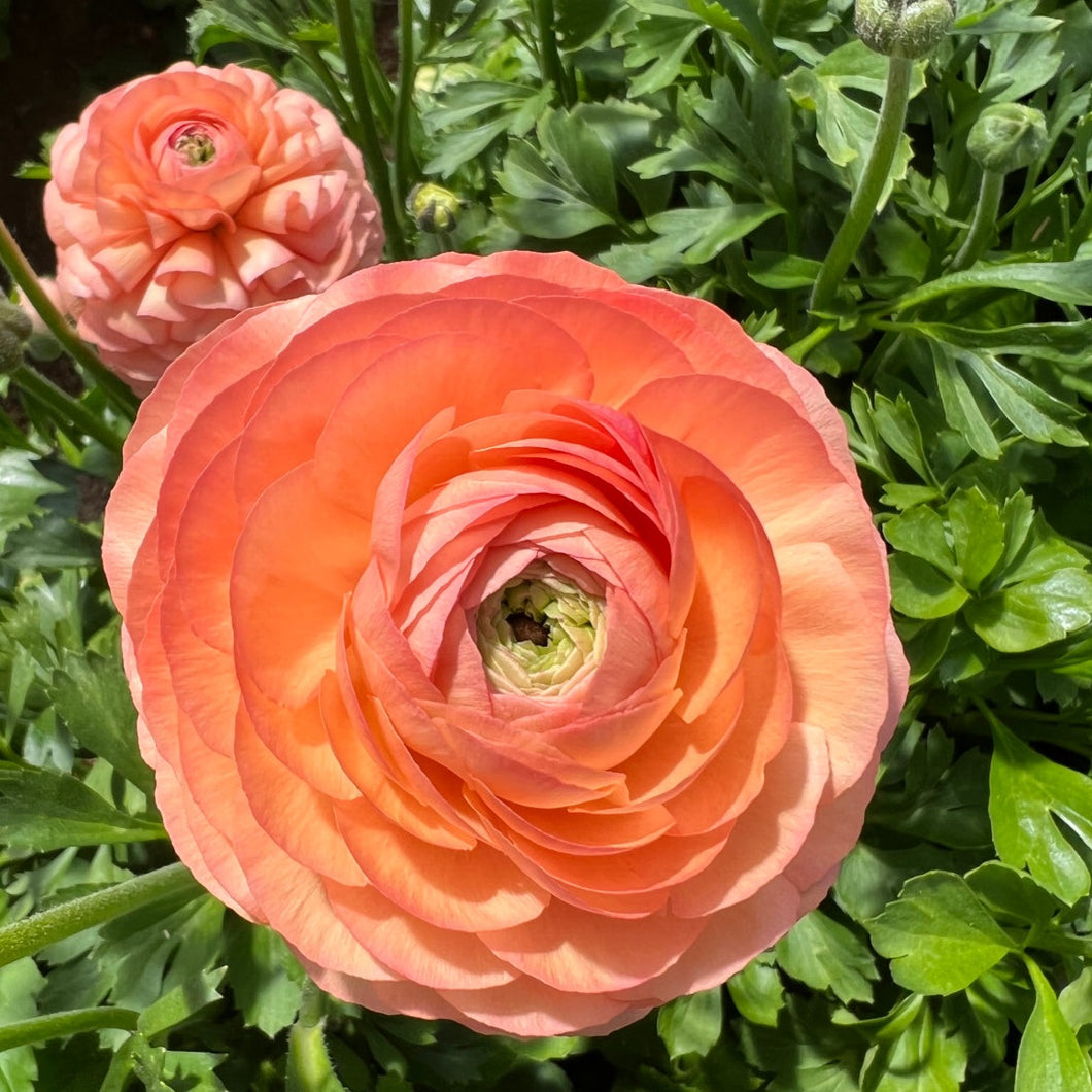 Half Clone Tango Ranunculus Specialty Cut Flower Corms in Canada